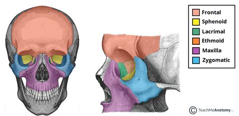 The Bony Orbit - Borders - Contents - Fractures - TeachMeAnatomy