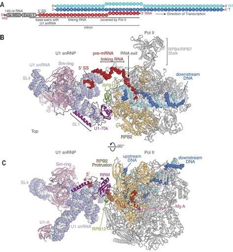 Structure of a transcribing RNA polymerase II–U1 snRNP complex | Science