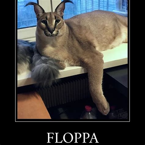 FLOPPA | Big Floppa | Know Your Meme