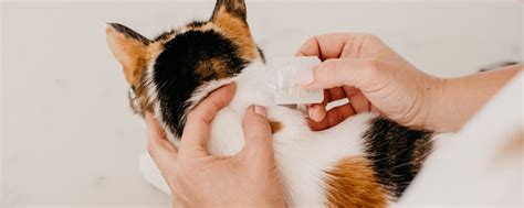 How to Apply Flea Treatment: Where, When, and Why