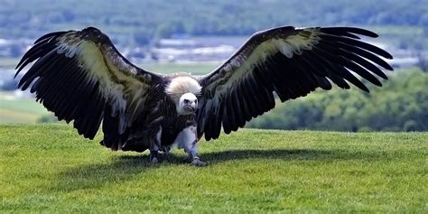 Argentavis - the largest bird in the history | DinoAnimals.com