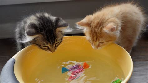 Siberian Kittens Playing with Water for the First Time! - YouTube