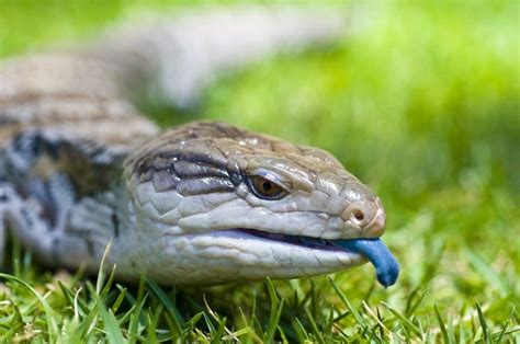 Blue-Tongue Lizard Care Guide: Diet & Habitat | Petbarn