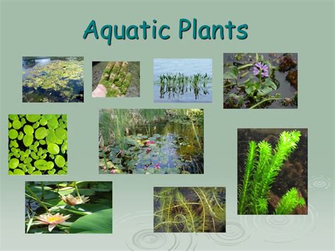 10 Aquatic Plants Name Water Plants Names List With, 41% OFF