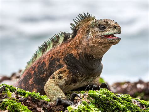 11 Unique Animals You Have To See In The Galapagos Islands, Ecuador ...