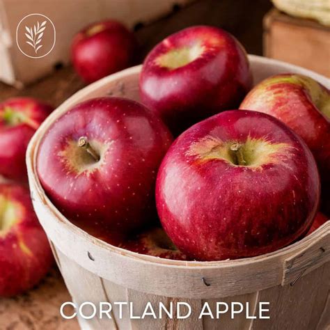 Cortland apple 🍎 ️ A classic variety with a crisp and sweet taste!