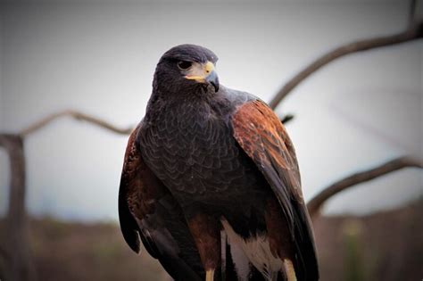 20 Interesting & Fun Harris Hawk Facts You Never Knew - Optics Mag