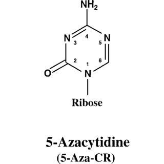 Effects of cytidine and deoxycytidine analogs on myotube formation in ...