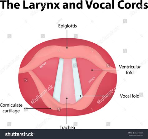 Labeled Diagram Of Larynx