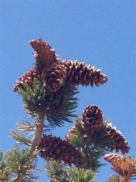 Limber pine (P. flexilis) older cones. White Mountains of California. | Great basin, White ...