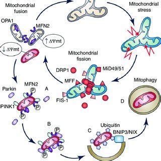 (PDF) Mitochondrial dynamics, mitophagy and cardiovascular disease