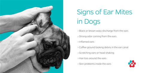 How Do You Know Your Dog Has Ear Mites: Signs And Symptoms To Watch For