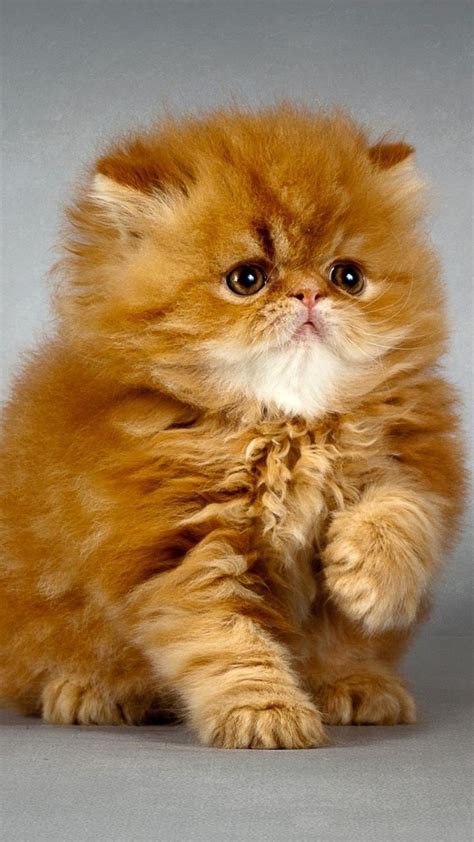 Persian Cat Breeds The Most Beautiful Cat In The World - Pets Lovers