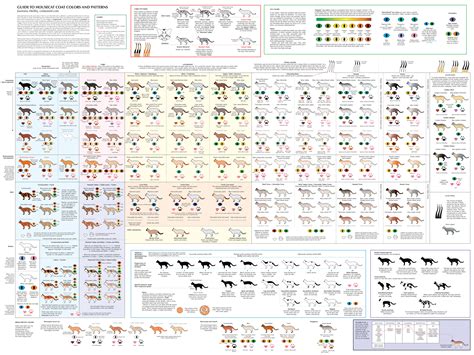 cat eye color chart cat tales - 8 types of cat eye colors and their rarity with pictures excited ...