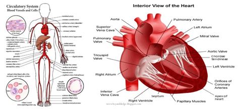 (a) The circulatory system, (b) Interior view of the heart disease... | Download Scientific Diagram