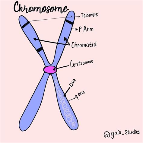 Chromosomes Labeled And Picture