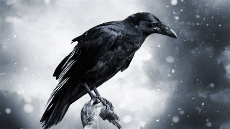 22 Raven Wallpapers - Wallpaperboat