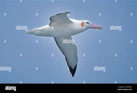 Wandering albatross wingspan hi-res stock photography and images - Alamy