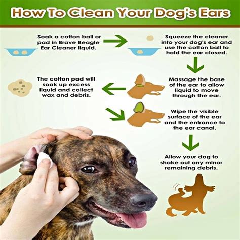 How To Clean A Dogs Ears Uk - BREWQM