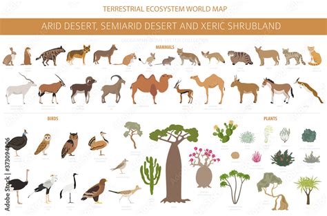 Desert biome, xeric shrubland natural region infographic. Terrestrial ecosystem world map ...