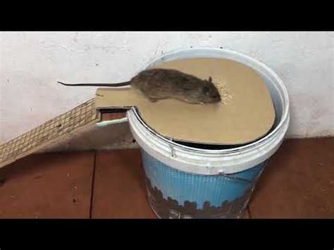 best diy bucket rat trap - Cleotilde Calhoun