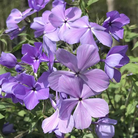 Blue Moon Woodland Phlox (Phlox divaricata) | Growing Wild Nursery