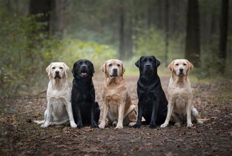 Are Lab mixes good dogs? - thedogtoday