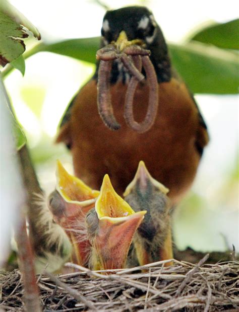 Baby Birds In Nest