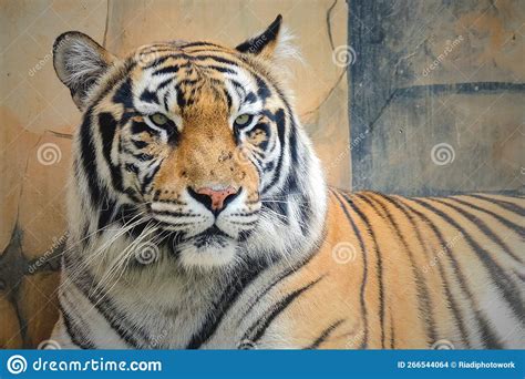 Bengal Tiger Roaring at the Zoo Stock Photo - Image of edible, colorful ...