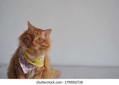 Adorable Fluffy Orange Tabby Cat Stock Photo 1798502728 | Shutterstock