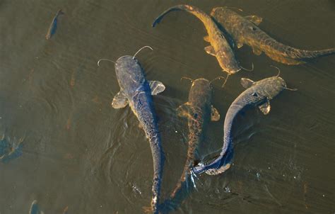 Are the Radiation Levels in the Cooling Ponds of Chernobyl Causing Giant Catfish?