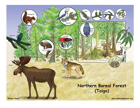 Northern Boreal Forest (Taiga)