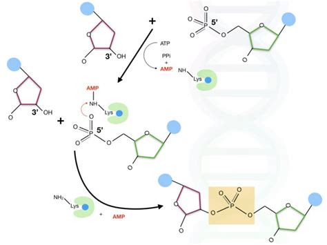 What Is DNA Ligase? And How T4 DNA Ligase Works?