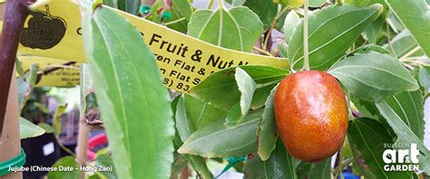 Jujube Trees - Bulleen Art Garden