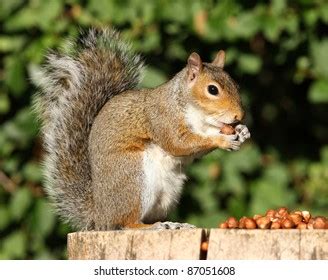 4,234 Squirrel Eating Hazelnuts Images, Stock Photos & Vectors | Shutterstock