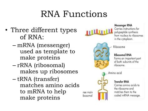 Types of rna - unilasopa