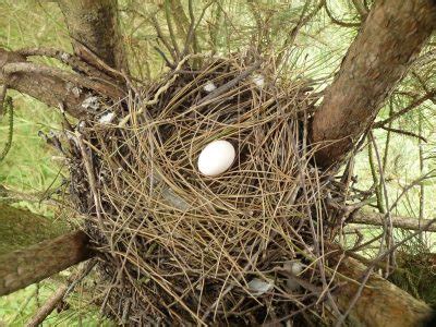 The Pigeon Nest: Pigeon Nesting Habits And Behaviors - Daily Birder