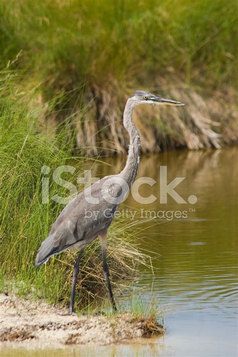 Great Blue Heron In Florida Habitat Stock Photo | Royalty-Free | FreeImages