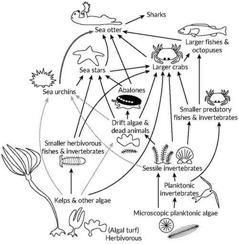 SOLVED: 'The following illustration shows a food web for a kelp forest ...