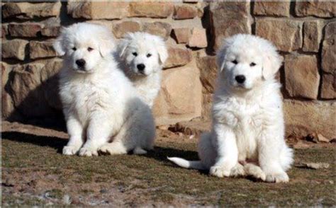 Maremma Sheepdog Dog Breed Information, Images, Characteristics, Health