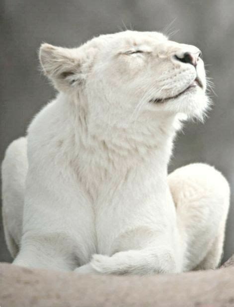 Pin by Sandra DeJong Barthel on For Little E | Albino animals, Rare albino animals, Wild animals ...