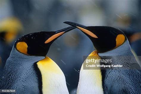 464 Penguin Couple Stock Photos, High-Res Pictures, and Images - Getty Images