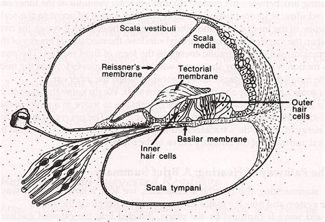 Ear Cochlea Diagram