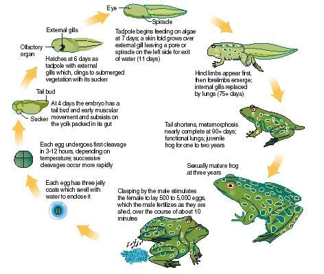 Amphibians - body, used, water, process, Earth, life, characteristics ...