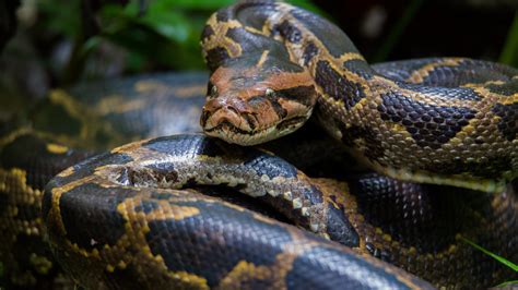 Video Of Alligator Wrestling A Burmese Python In Florida Goes Viral