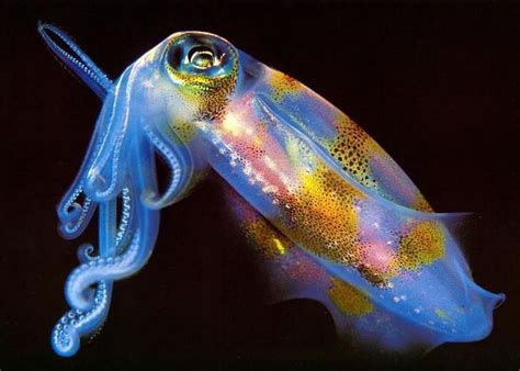 47 best Bioluminescence images on Pinterest | Marine life, Nature and Deep sea