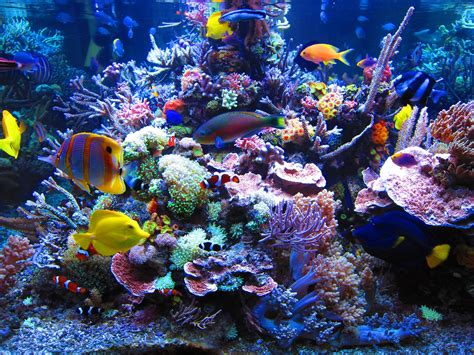 Aquarium Desktop Wallpapers - Top Free Aquarium Desktop Backgrounds - WallpaperAccess