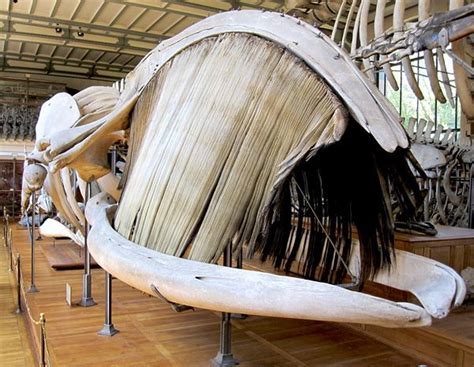 Last one, I swear. Good look at skeletal baleen in a whale. Amazing! So much art in nature ...