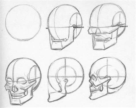 Facial structure | Skull drawing, Skulls drawing, Drawing tutorial