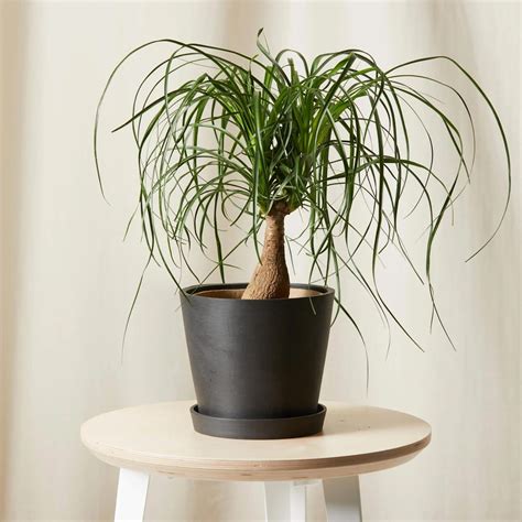 30 Low-Light Indoor Plants — Low-Light Houseplants